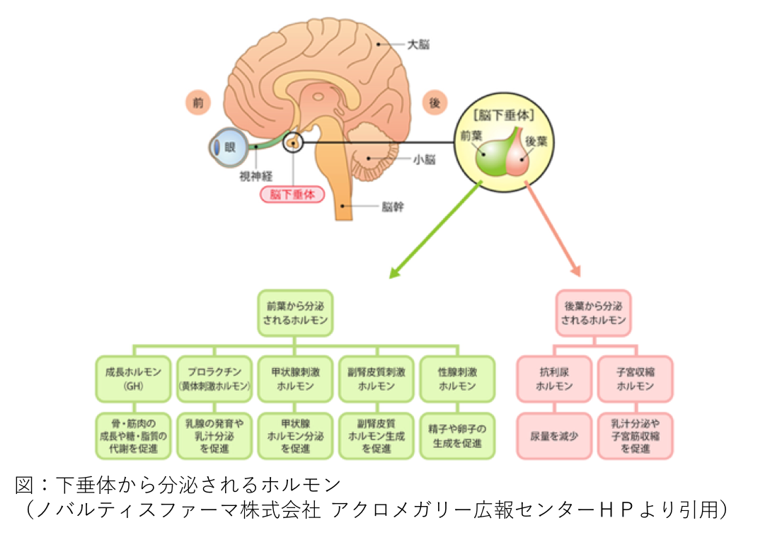 下垂体から分泌されるホルモン